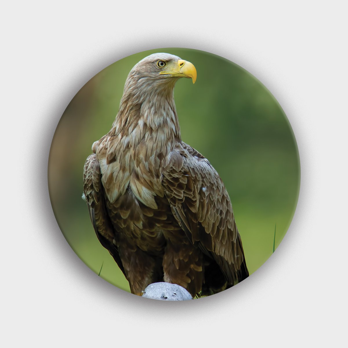 Muurcirkel "Volwassen Zeearend Op De Uitkijk" | Wandcirkel