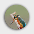 Muurcirkel "Ijsvogel minimalistisch - Alcedo Atthis" | Wandcirkel