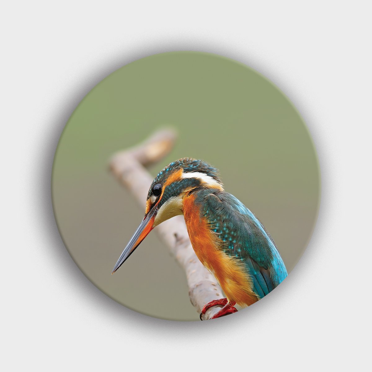 Muurcirkel "Ijsvogel minimalistisch - Alcedo Atthis" | Wandcirkel